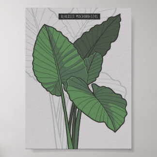 Alocasia Macrorrhizos Giant Taro plant Poster