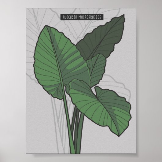 Alocasia Macrorrhizos Giant Taro plant Poster (Vorne)