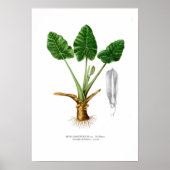 Alocasia Poster (Vorne)
