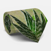 Aloe-"Alligator" Variegata Succulent Krawatte (Gerollt)