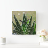 Aloe-"Alligator" Variegata Succulent Quadratische Wanduhr (Zuhause)
