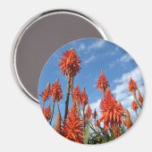 Aloe Arborescens-Magnet Magnet (Vorderseite/Rückseite)