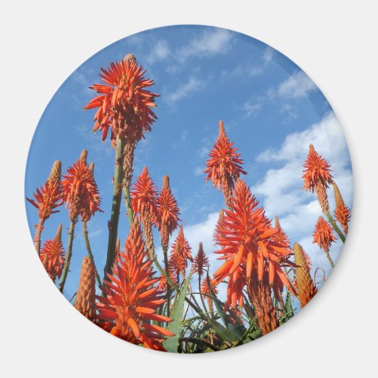 Aloe Arborescens-Magnet Magnet (Vorne)
