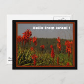 Aloe arborescens Postcard Postkarte (Vorne/Hinten)