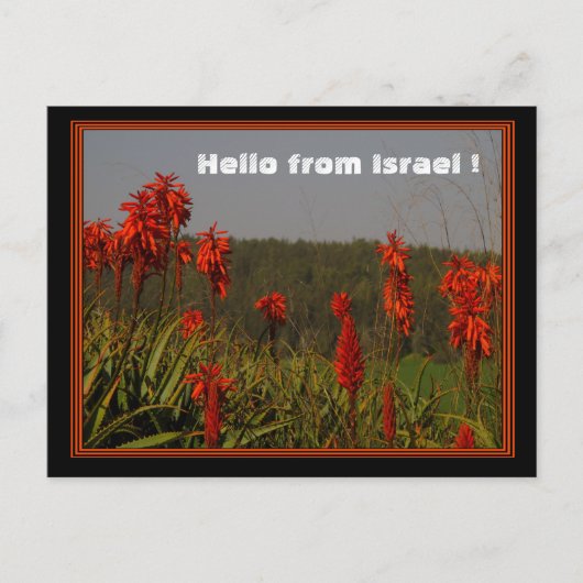 Aloe arborescens Postcard Postkarte (Vorderseite)