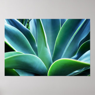 Aloe Blätter Poster