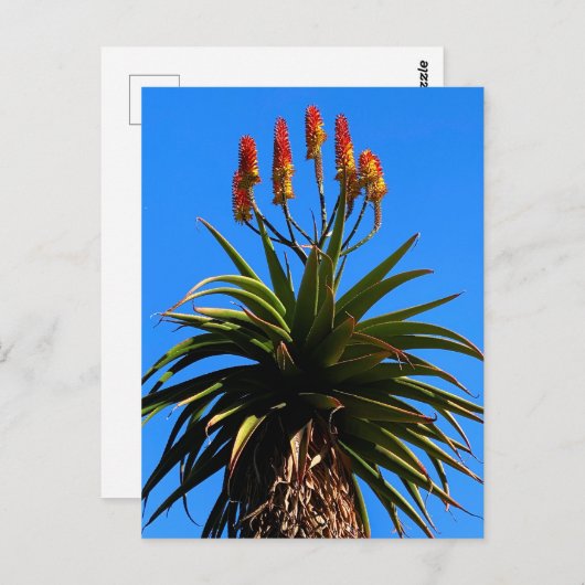 Aloe Blooming Postkarte (Vorne/Hinten)