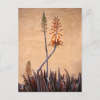 Aloe Blume Orange Wall