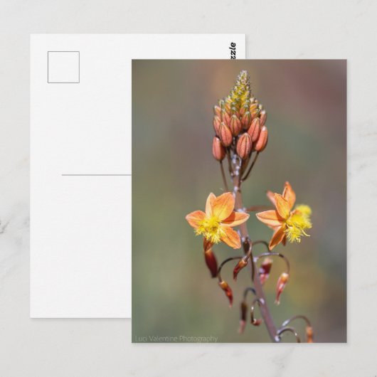 Aloe Blume Postkarte (Vorne/Hinten)