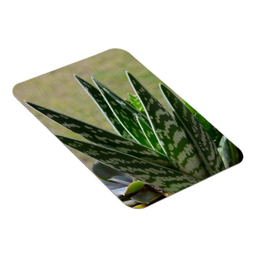Aloe "Gator" Variegata Succulent Magnet (Rechte Seite)