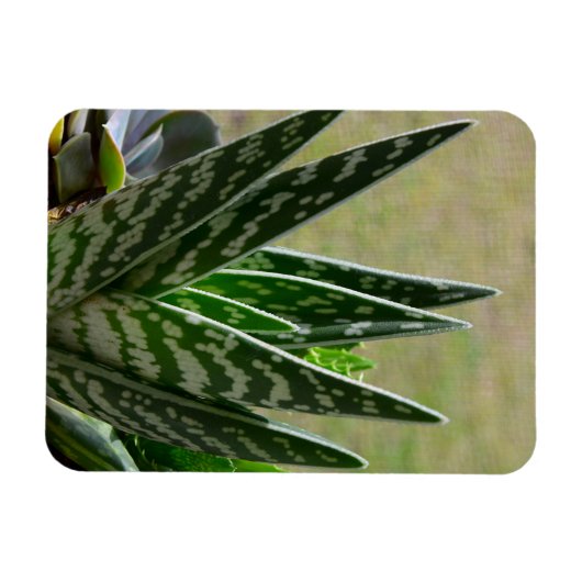 Aloe "Gator" Variegata Succulent Magnet (Horizontal)