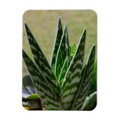 Aloe "Gator" Variegata Succulent Magnet (Vertikal)