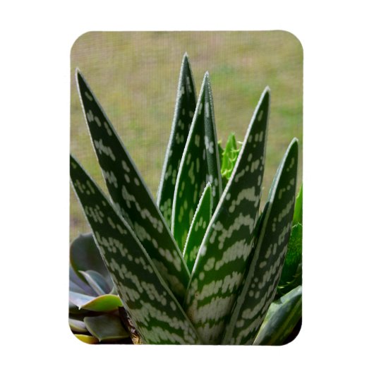 Aloe "Gator" Variegata Succulent Magnet (Vertikal)