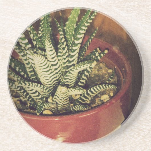 Aloe Getränkeuntersetzer (Vorne)