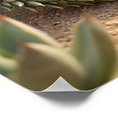 Aloe Lizard Desert Sun Poster (Ecke)