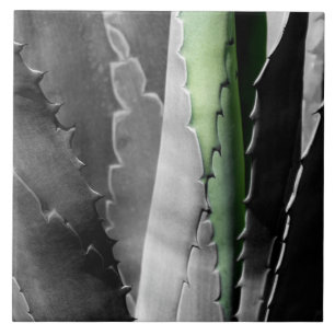 Aloe - Makro Fine Art Fotograf in Schwarz und Weiß Fliese