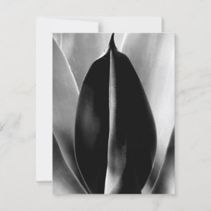 Aloe - Makro Fine Art Fotograf in Schwarz und Weiß Postkarte