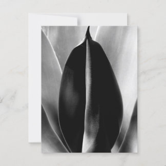 Aloe - Makro Fine Art Fotograf in Schwarz und Weiß Postkarte