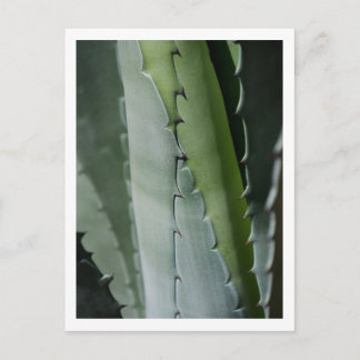 Aloe - Makro-Fine-Art-Fotografie Postkarte