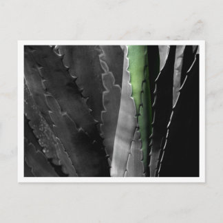 Aloe - Makro-Kunstfotografie in Schwarz & Weiß Postkarte