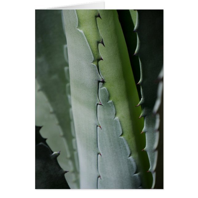 Aloe - Makrofotografie (Vorne)