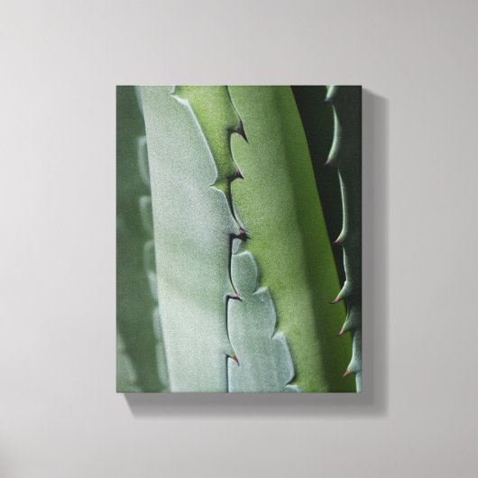 Aloe - Makrofotografie Leinwanddruck (Vorderseite)
