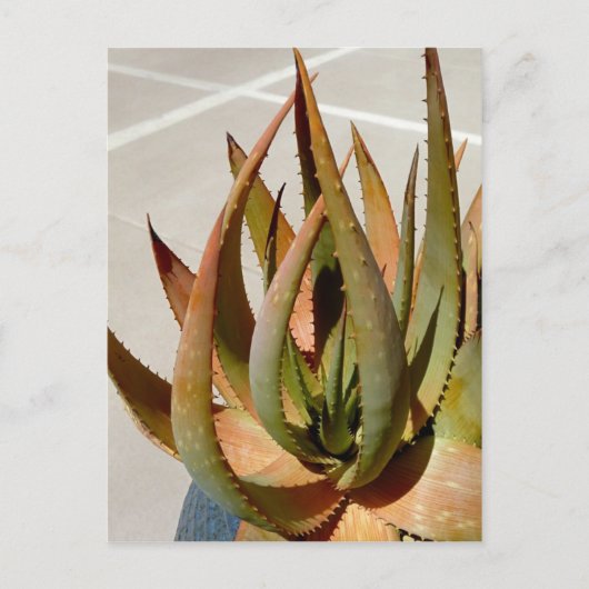 Aloe Pflanze Postcard Postkarte (Vorderseite)