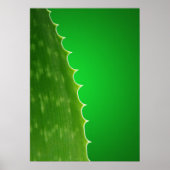 Aloe Pflanze Poster (Vorne)