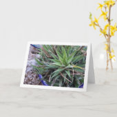 Aloe Sukkulente Pflanze in Pot Karte (Gelbe Blume)