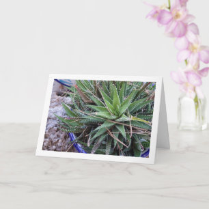 Aloe Sukkulente Pflanze in Pot Karte