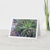 Aloe Sukkulente Pflanze in Pot Karte (Vorderseite)