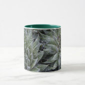 ALOE TASSE (Zentrum)