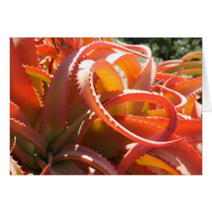 Aloe vanbalenii Karte