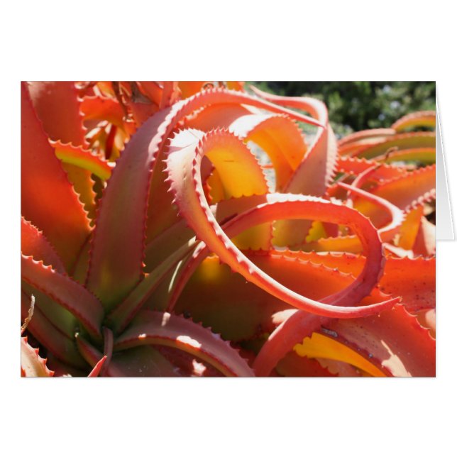 Aloe vanbalenii Karte (Vorderseite (Horizontal))