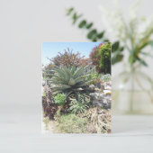 Aloe Vera Cactus Postcard Postkarte (Stehend Vorderseite)
