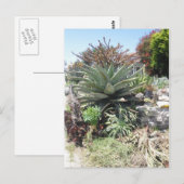 Aloe Vera Cactus Postcard Postkarte (Vorne/Hinten)