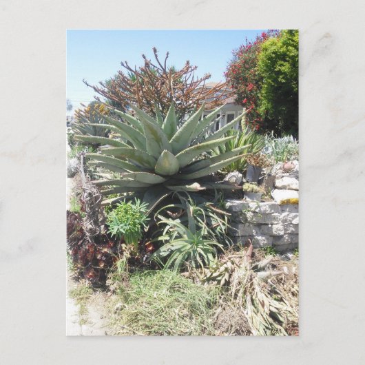 Aloe Vera Cactus Postcard Postkarte (Vorderseite)