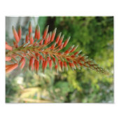 Aloe Vera Foto Kodak Foto Paper (Satin) (Vorne)