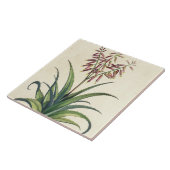 Aloe Vera gemein, von "Phytographia Curiosa", p Fliese (Seite)