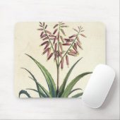 Aloe Vera gemein, von "Phytographia Curiosa", p Mousepad (Mit Mouse)