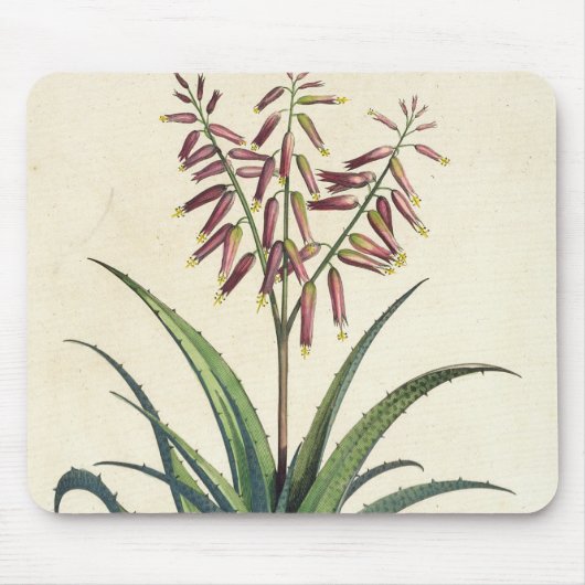 Aloe Vera gemein, von "Phytographia Curiosa", p Mousepad (Vorne)