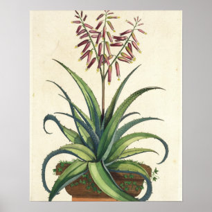 Aloe Vera gemein, von "Phytographia Curiosa", p Poster
