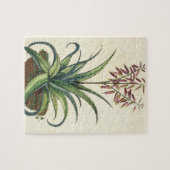 Aloe Vera gemein, von "Phytographia Curiosa", p Puzzle (Horizontal)