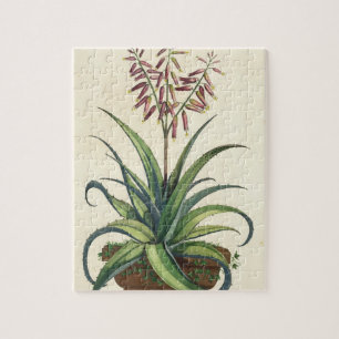 Aloe Vera gemein, von "Phytographia Curiosa", p Puzzle
