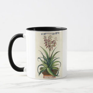 Aloe Vera gemein, von "Phytographia Curiosa", p Tasse