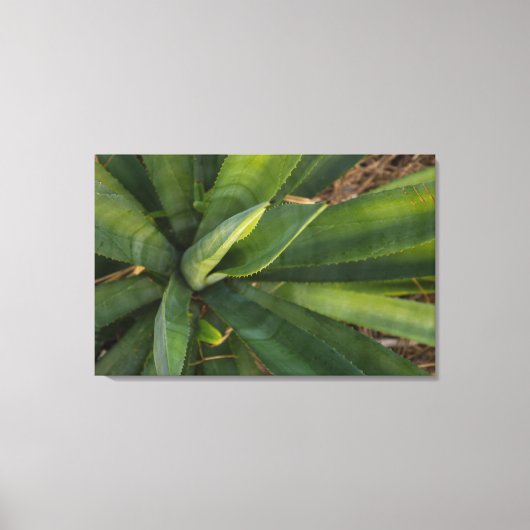 Aloe Vera Leinwanddruck (Vorderseite)
