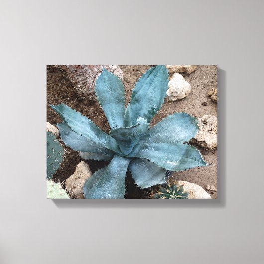 Aloe Vera Pflanze Foto Wrapped Canvas Print Leinwanddruck (Vorderseite)