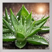 Aloe Vera Pflanze Poster (Vorne)