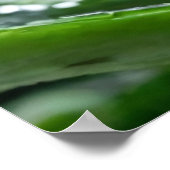 Aloe Vera Pflanze Poster (Ecke)