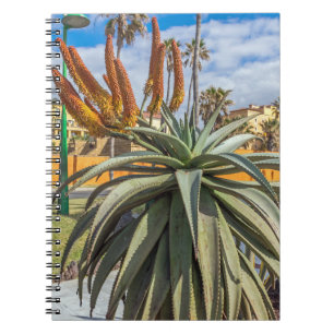 Aloe-Vera-Pflanze und Blumennotizbuch Notizblock